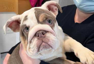 The Edward Foundation’s surgery appeal