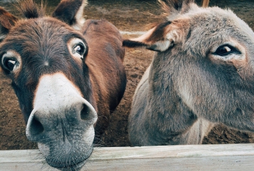 Safe Haven for Donkeys’ Social Campaign